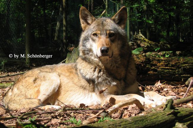 Sibirischer Wolf Wolfgang